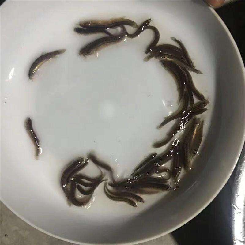 台湾泥鳅苗批发养殖户回购热品