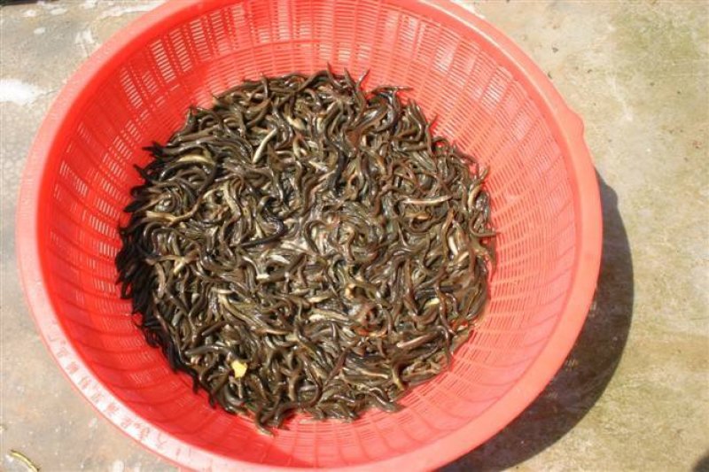 台湾泥鳅苗批发养殖户回购热品