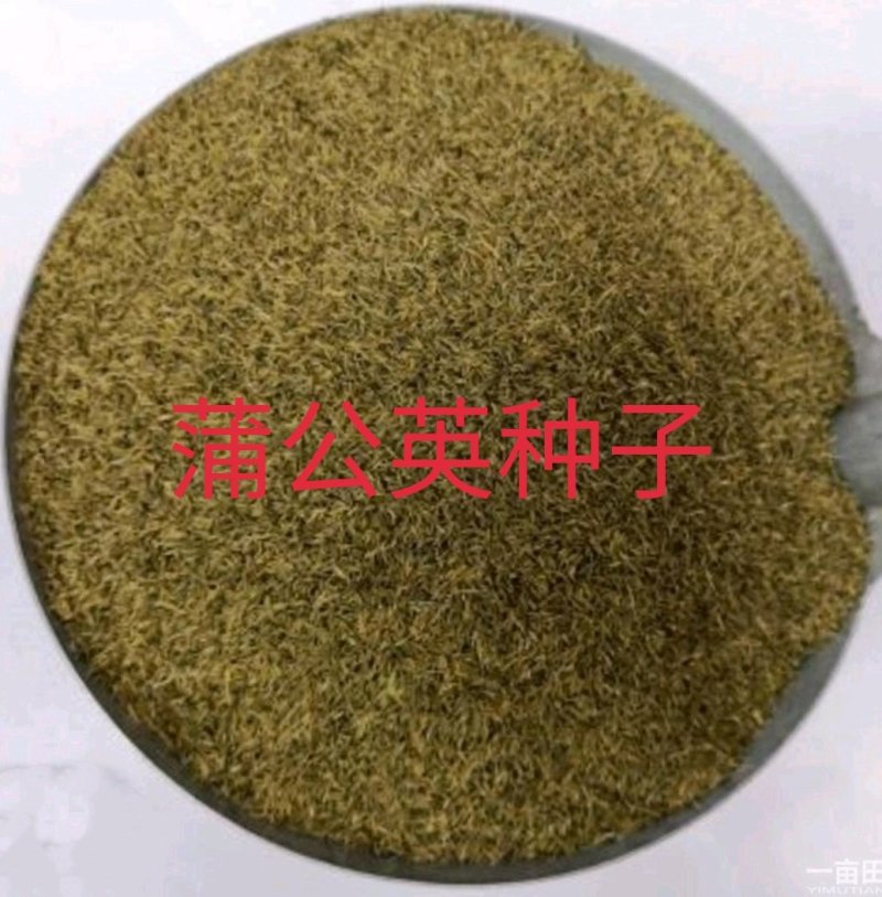 蒲公英种子发芽率98％
