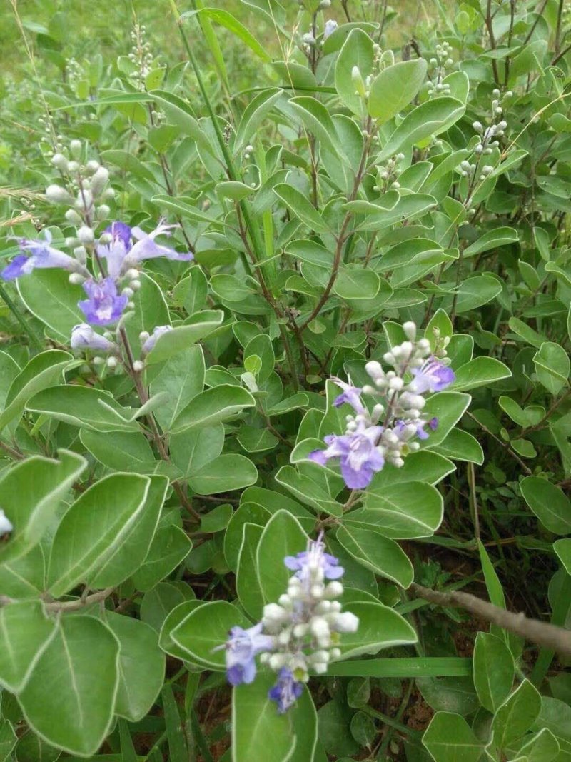 蔓荆子扦插苗单叶蔓荆子杯苗基地发货量大优惠