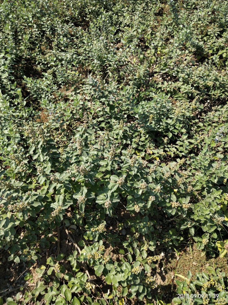 蔓荆子扦插苗单叶蔓荆子杯苗基地发货量大优惠