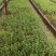 蔓荆子扦插苗单叶蔓荆子杯苗基地发货量大优惠
