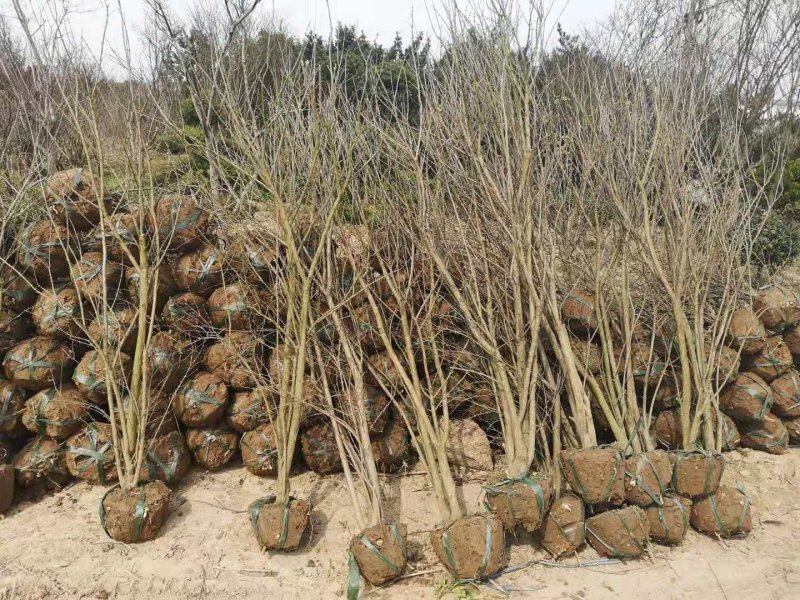 花石榴苗实生苗80cm以上