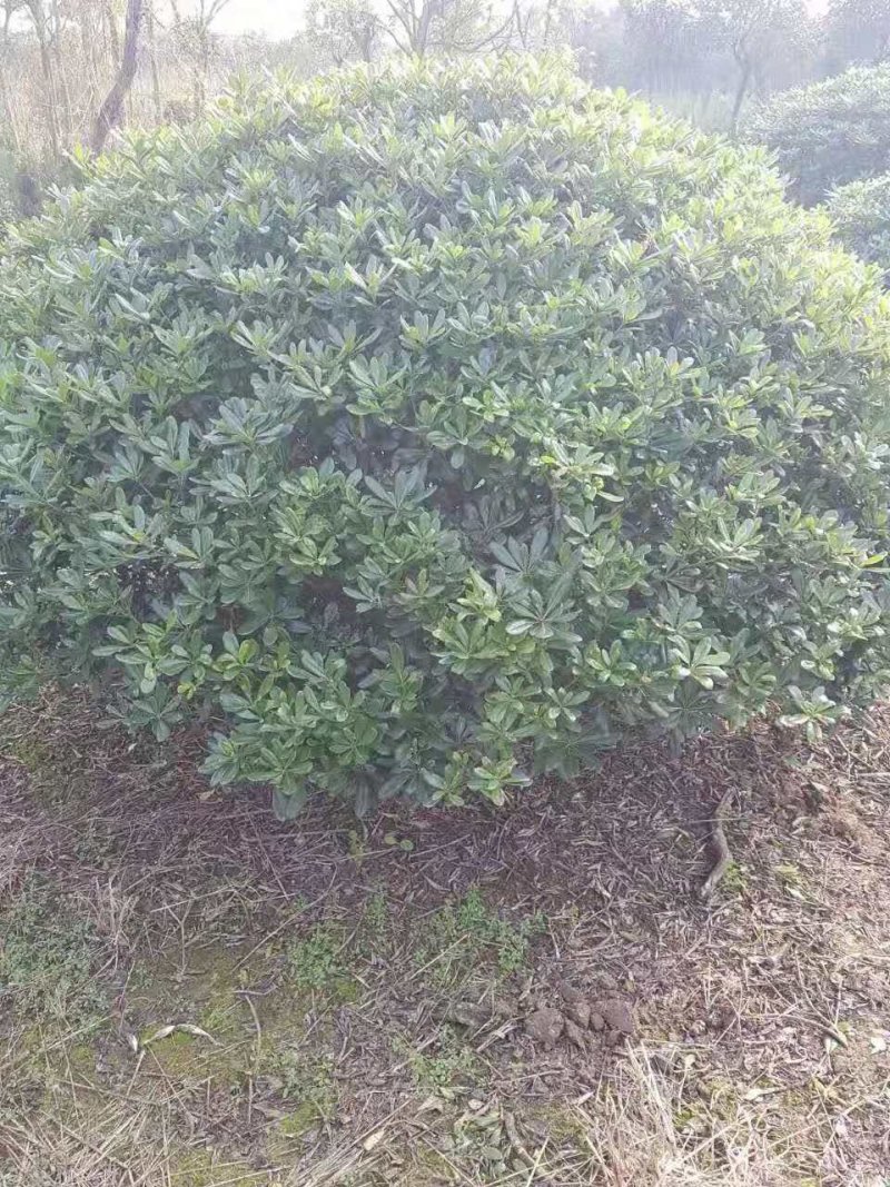 海桐球浙江宁波产地