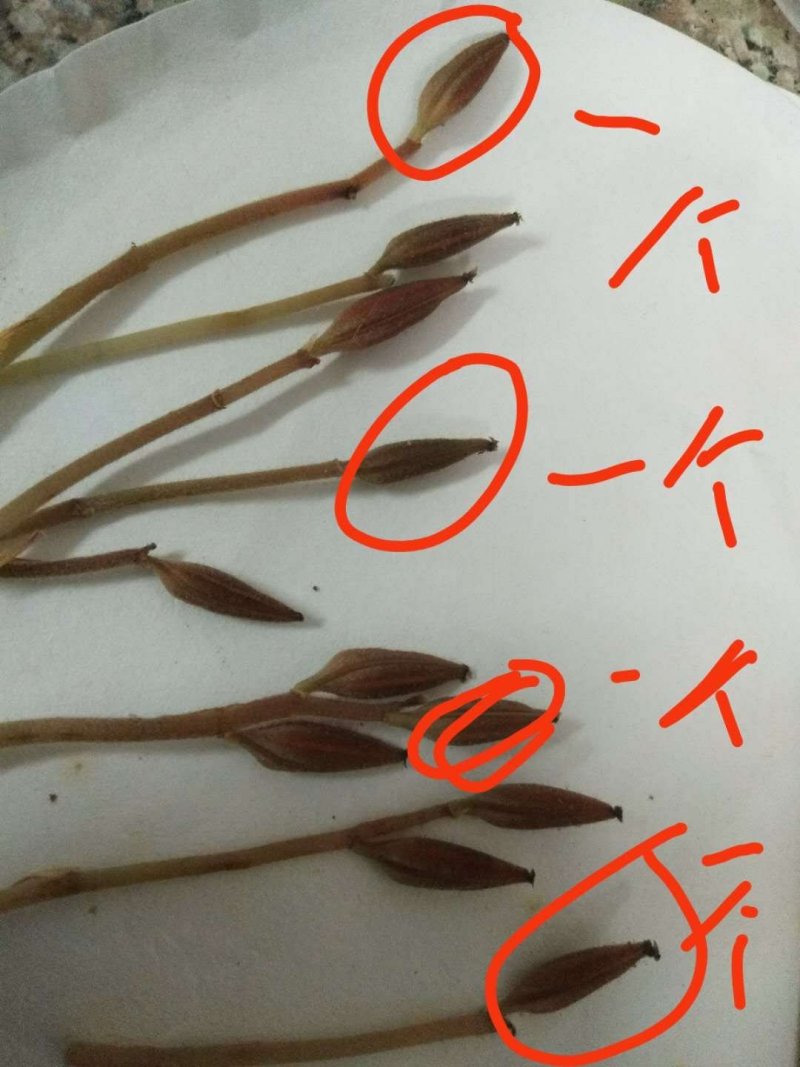 金线莲种子