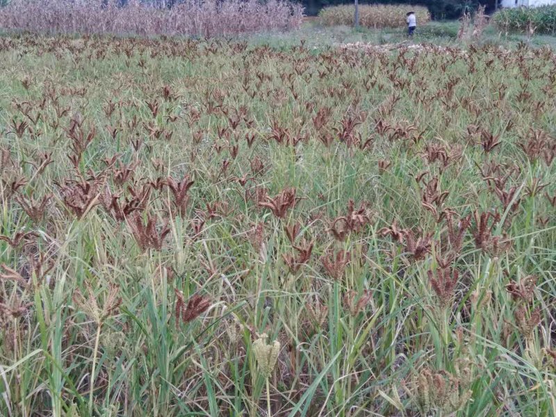 5斤包邮广西特产红粟米鸭爪粟狗爪粟