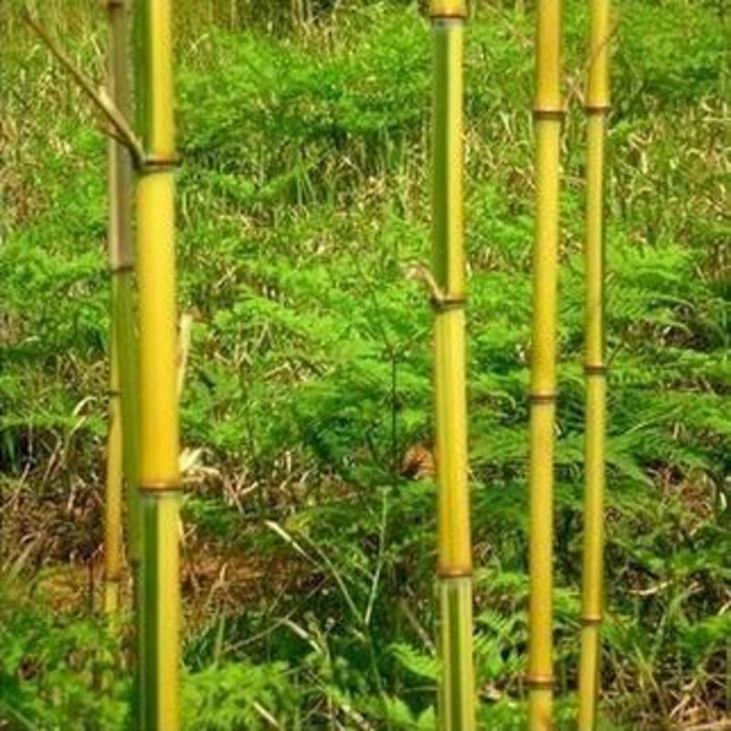 金镶玉竹，1.5米高，2米一3米高，1公分1.5公分2公