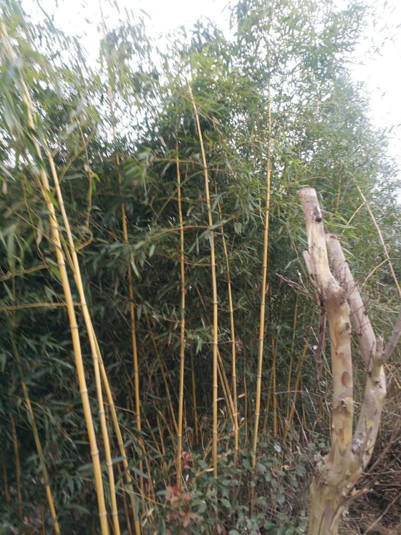金镶玉竹，1.5米高，2米一3米高，1公分1.5公分2公