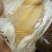 现杀新鲜乳鸽