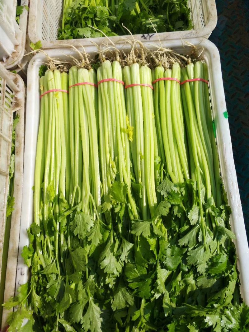 香芹