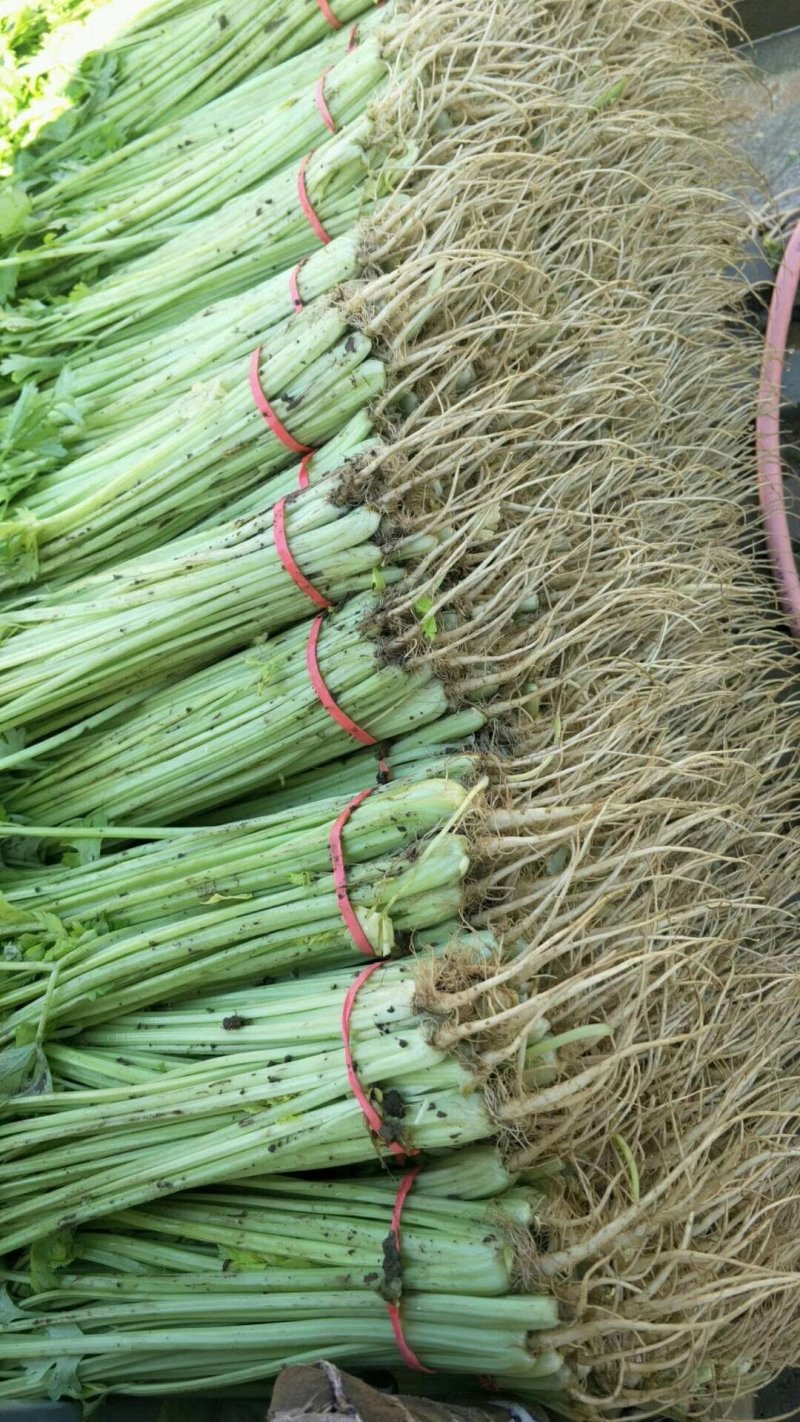 香芹
