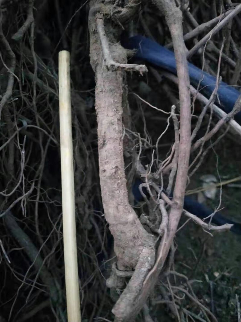 （包邮）天津爬山虎，五叶地锦，主要用于山体护坡等绿化。