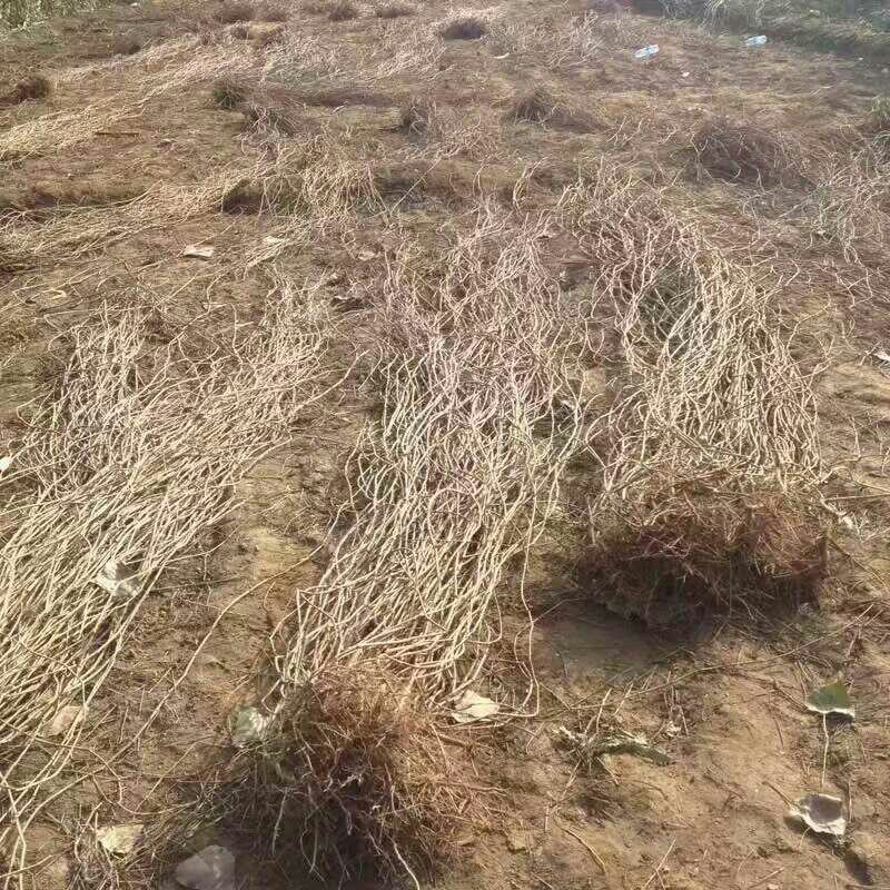 （包邮）天津爬山虎，五叶地锦，主要用于山体护坡等绿化。