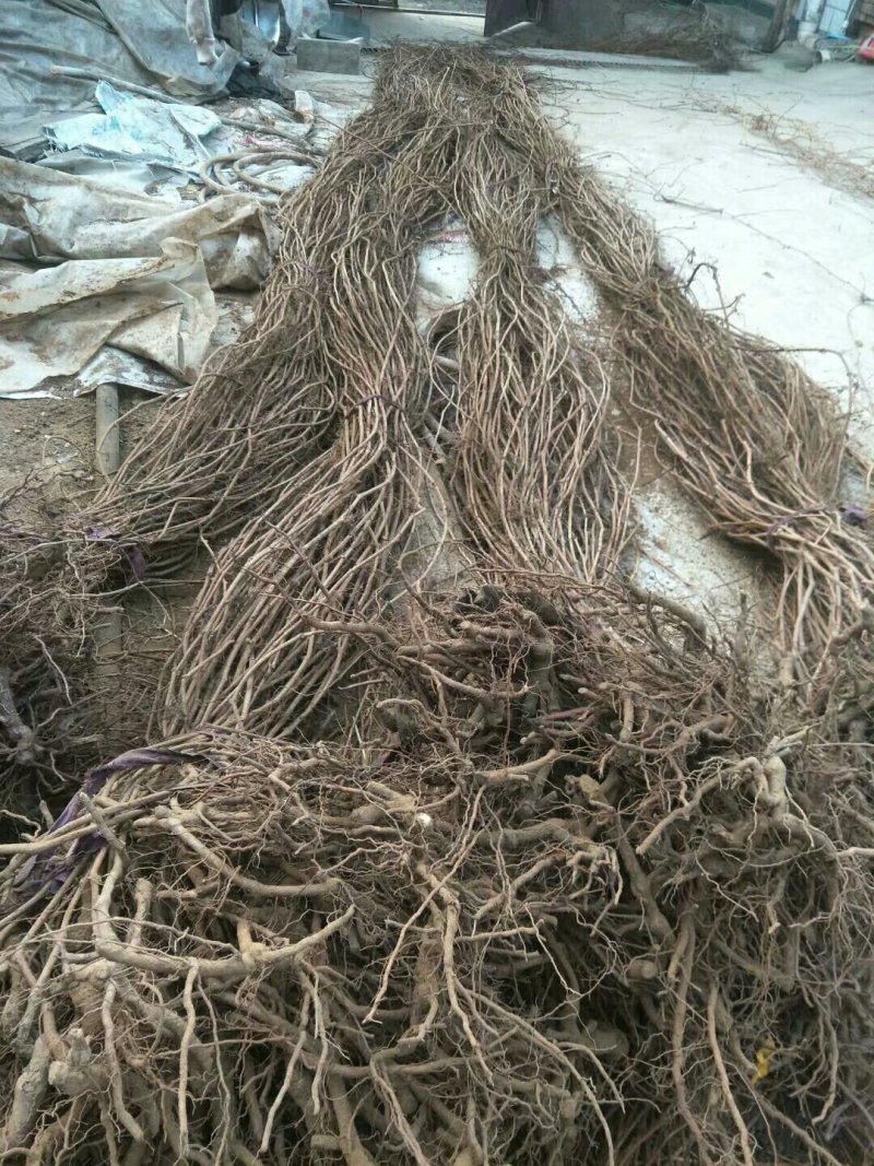 （包邮）天津爬山虎，五叶地锦，主要用于山体护坡等绿化。