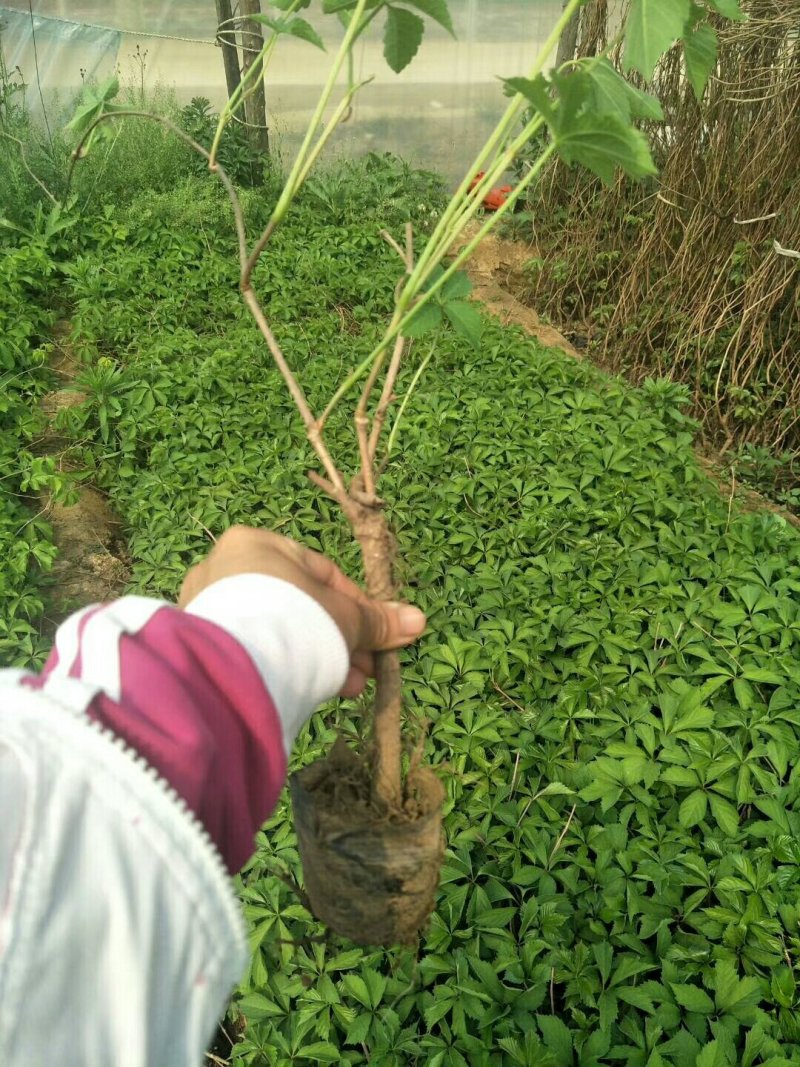 （包邮）天津爬山虎，五叶地锦，主要用于山体护坡等绿化。