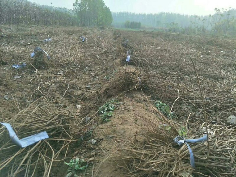 （包邮）天津爬山虎，五叶地锦，主要用于山体护坡等绿化。