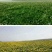 蒲公英种子发芽率98％