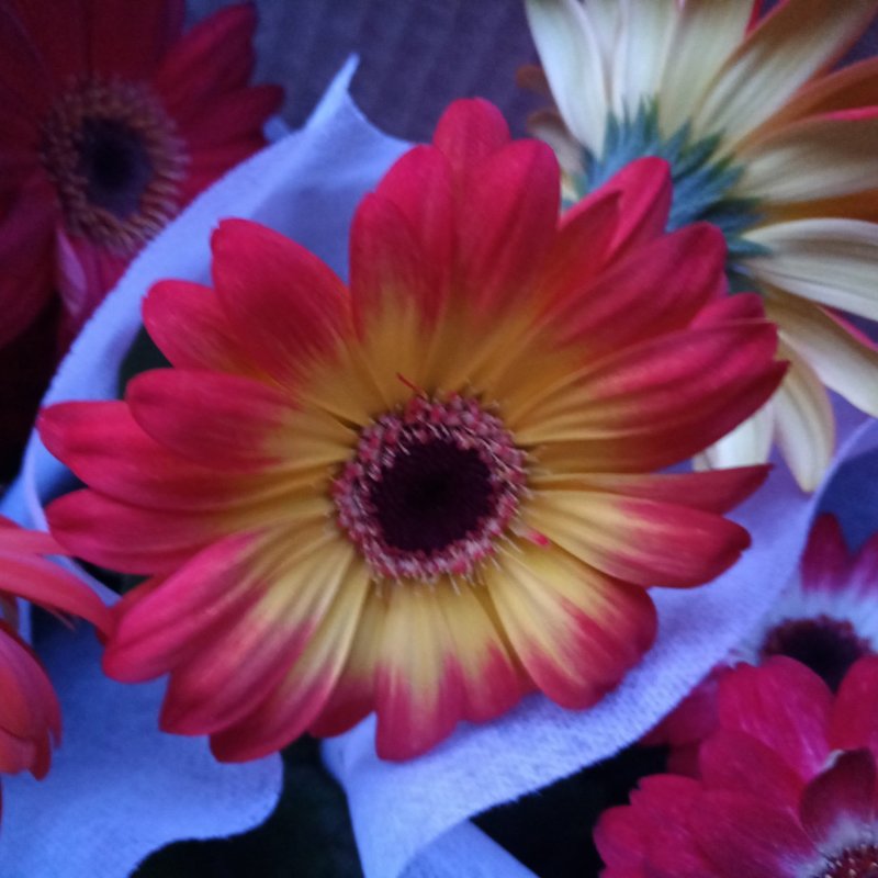 开花盆栽非洲菊春季开花菊花非洲菊
