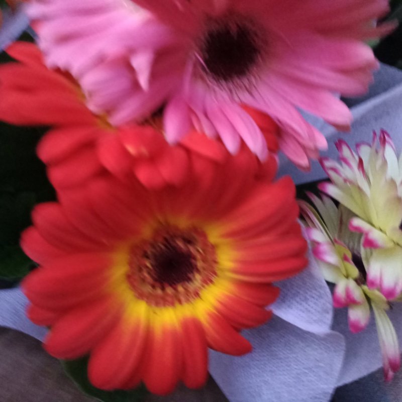 开花盆栽非洲菊春季开花菊花非洲菊