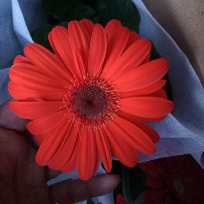 开花盆栽非洲菊春季开花菊花非洲菊