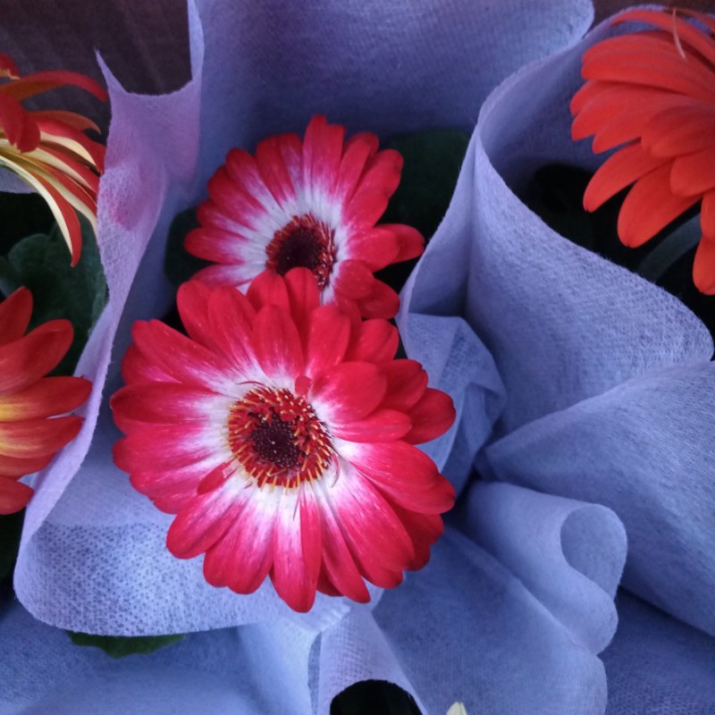 开花盆栽非洲菊春季开花菊花非洲菊