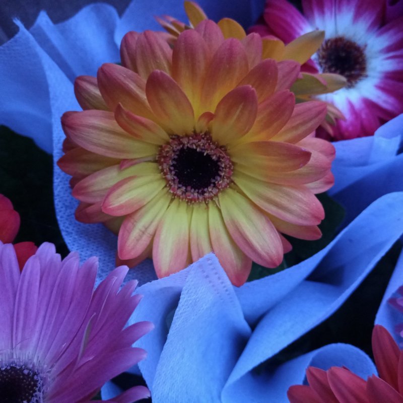 开花盆栽非洲菊春季开花菊花非洲菊