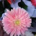 开花盆栽非洲菊春季开花菊花非洲菊