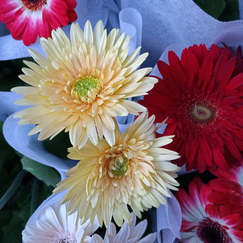 开花盆栽非洲菊春季开花菊花非洲菊