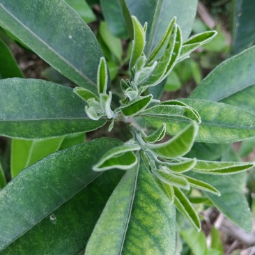 正毛化州化橘红苗一年内苗产地直发量大优惠