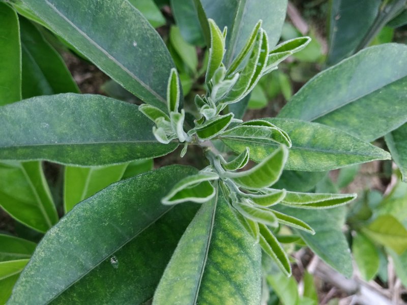正毛化州化橘红苗一年内苗产地直发量大优惠