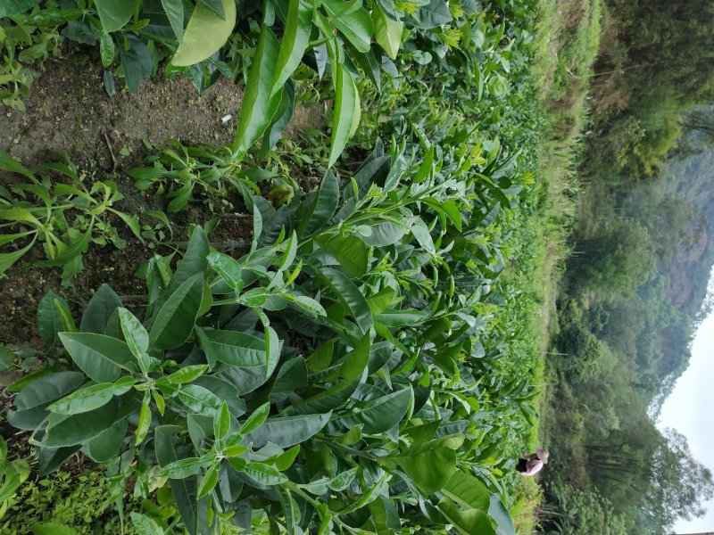 正毛化州化橘红苗一年内苗产地直发量大优惠