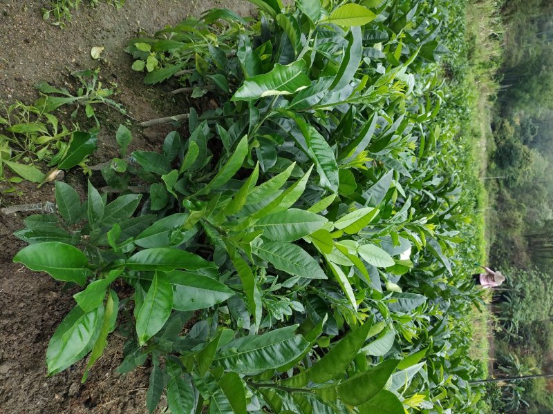 正毛化州化橘红苗一年内苗产地直发量大优惠