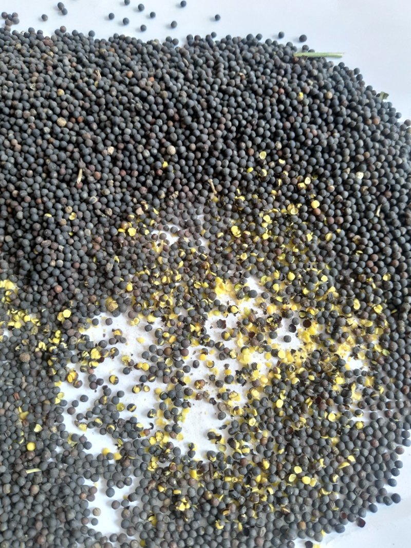 油菜籽1级