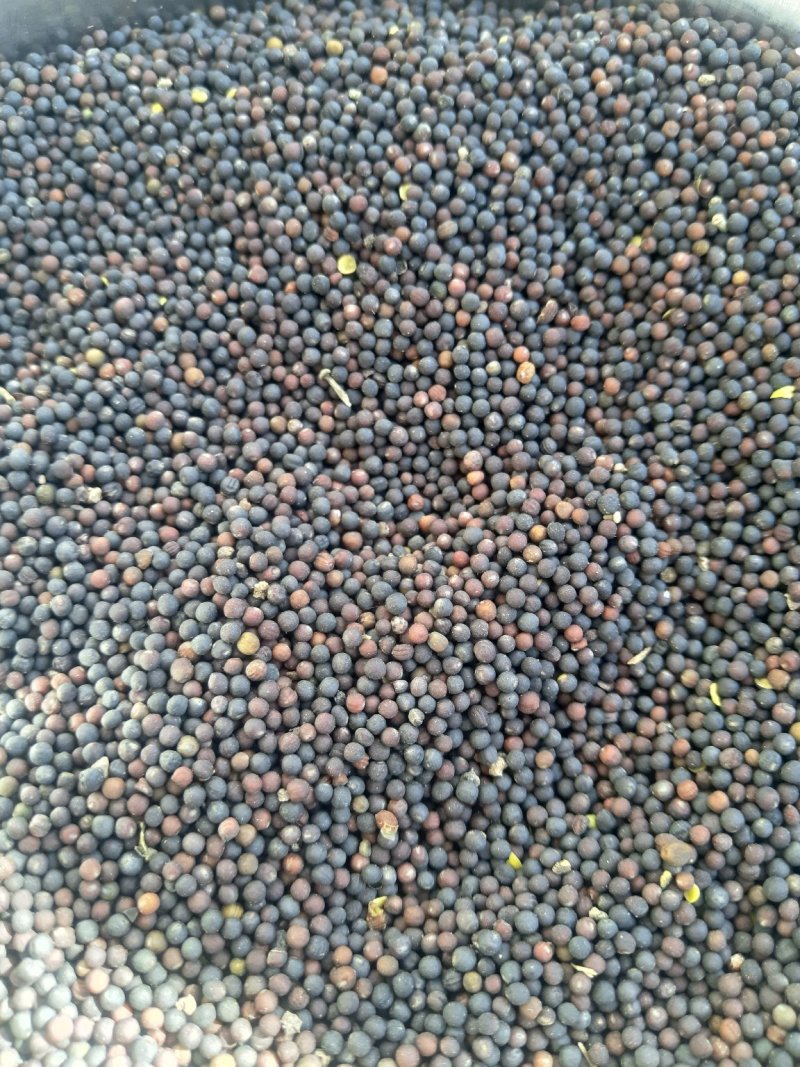 油菜籽1级
