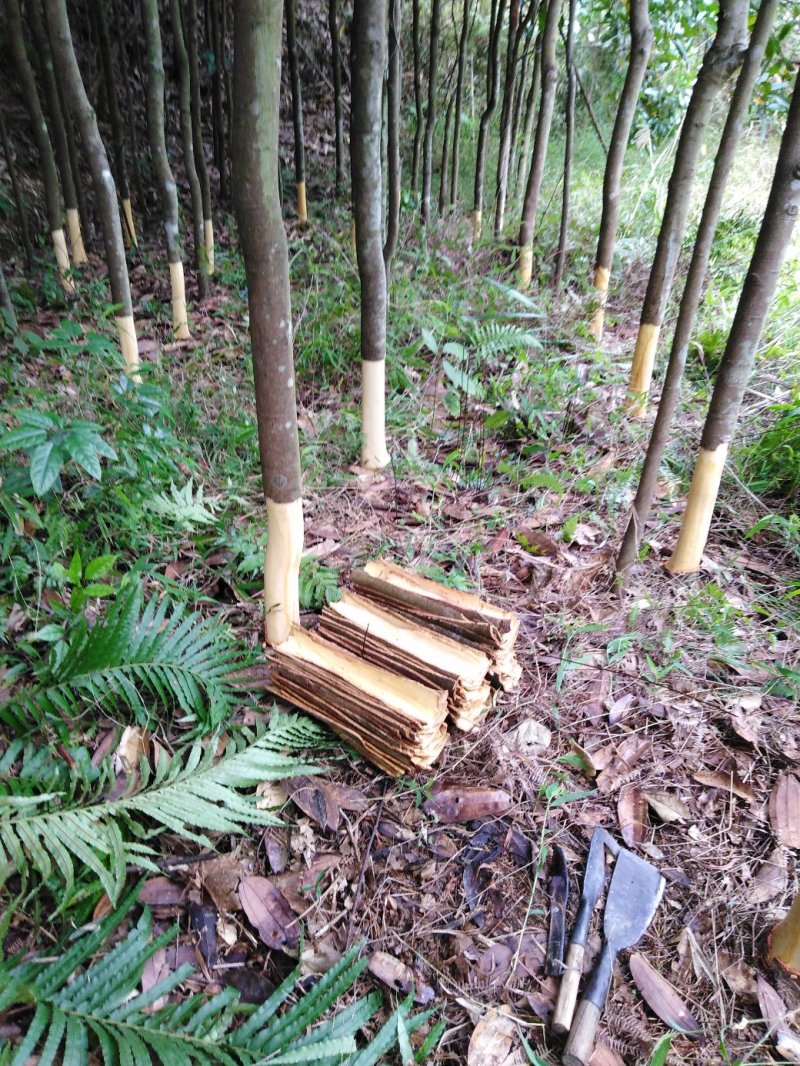 桂皮通货
