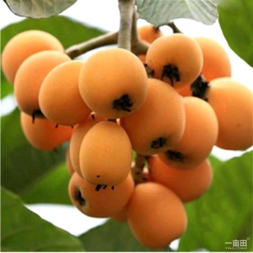 枇杷树苗嫁接大五星枇杷树苗质量保证