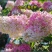 丁香花树苗紫丁香花苗四季盆栽地栽南北方耐寒庭院藤植物阳台