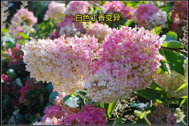 丁香花树苗紫丁香花苗四季盆栽地栽南北方耐寒庭院藤植物阳台