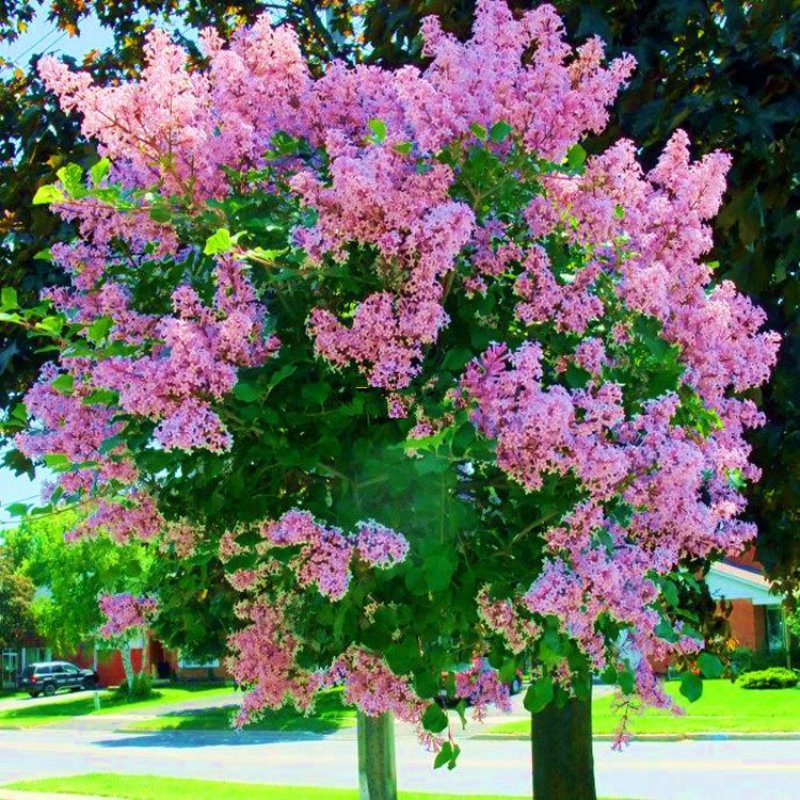 丁香花树苗紫丁香花苗四季盆栽地栽南北方耐寒庭院藤植物阳台