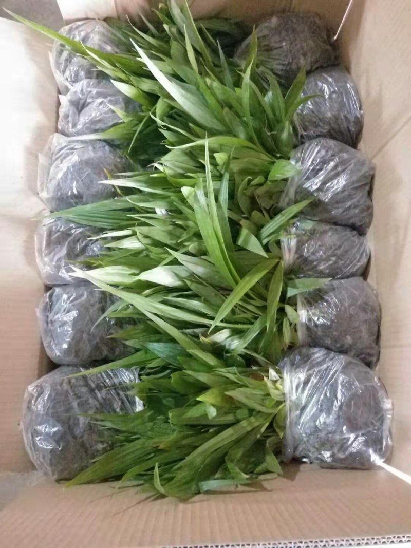 白芨苗白芨种苗大白芨紫花白芨苗产地一手货源