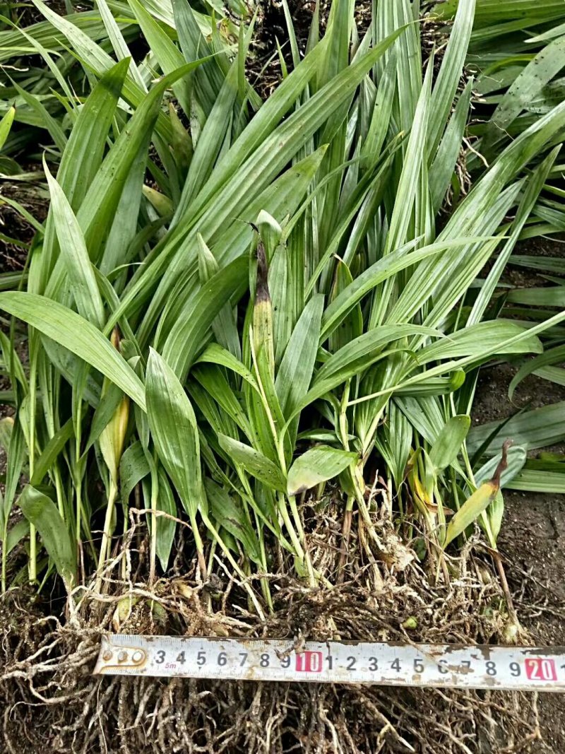 白芨苗白芨种苗大白芨紫花白芨苗产地一手货源