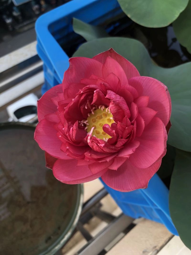 荷花苗观赏荷花苗精品荷花各种荷花苗盆栽荷花苗