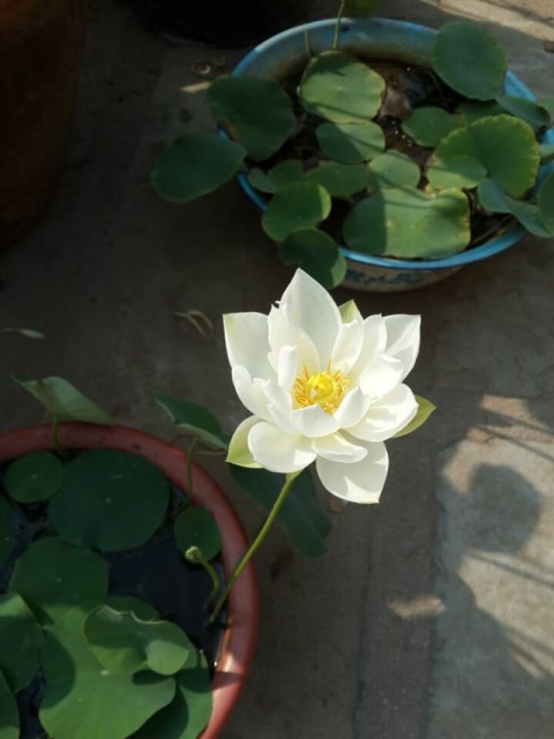 荷花苗观赏荷花苗精品荷花各种荷花苗盆栽荷花苗