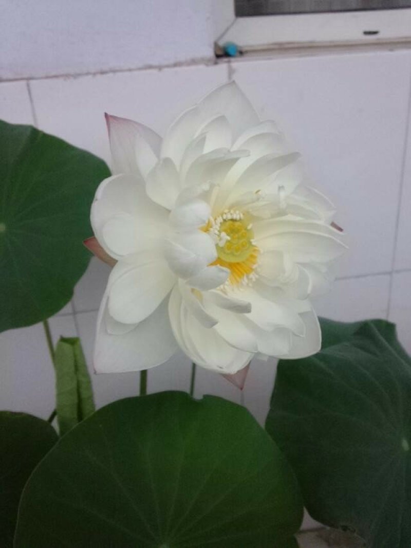 荷花苗观赏荷花苗精品荷花各种荷花苗盆栽荷花苗
