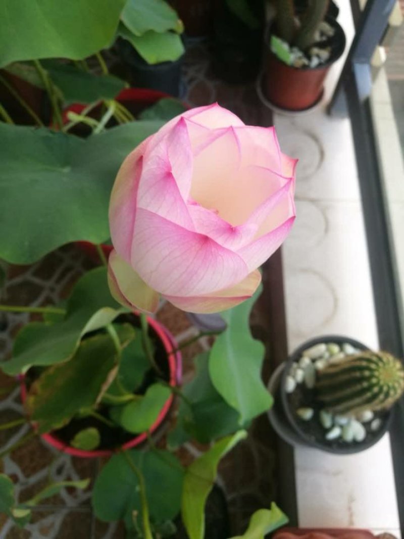 荷花苗观赏荷花苗精品荷花各种荷花苗盆栽荷花苗