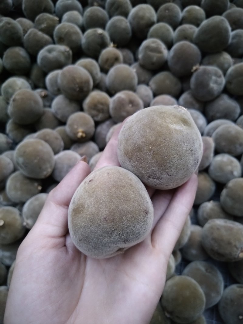 化橘红三年陈橘红果可切片可整果，品质保证