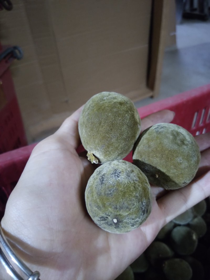 化橘红三年陈橘红果可切片可整果，品质保证