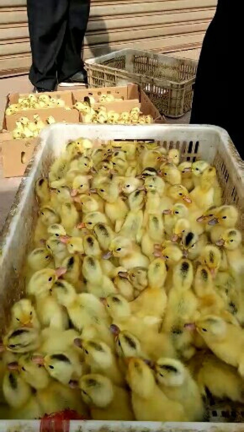 鸭苗蛋鸭苗孵化公司直销