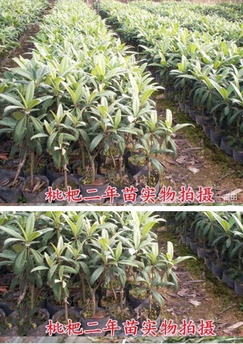 枇杷树苗嫁接大五星枇杷树苗质量保证