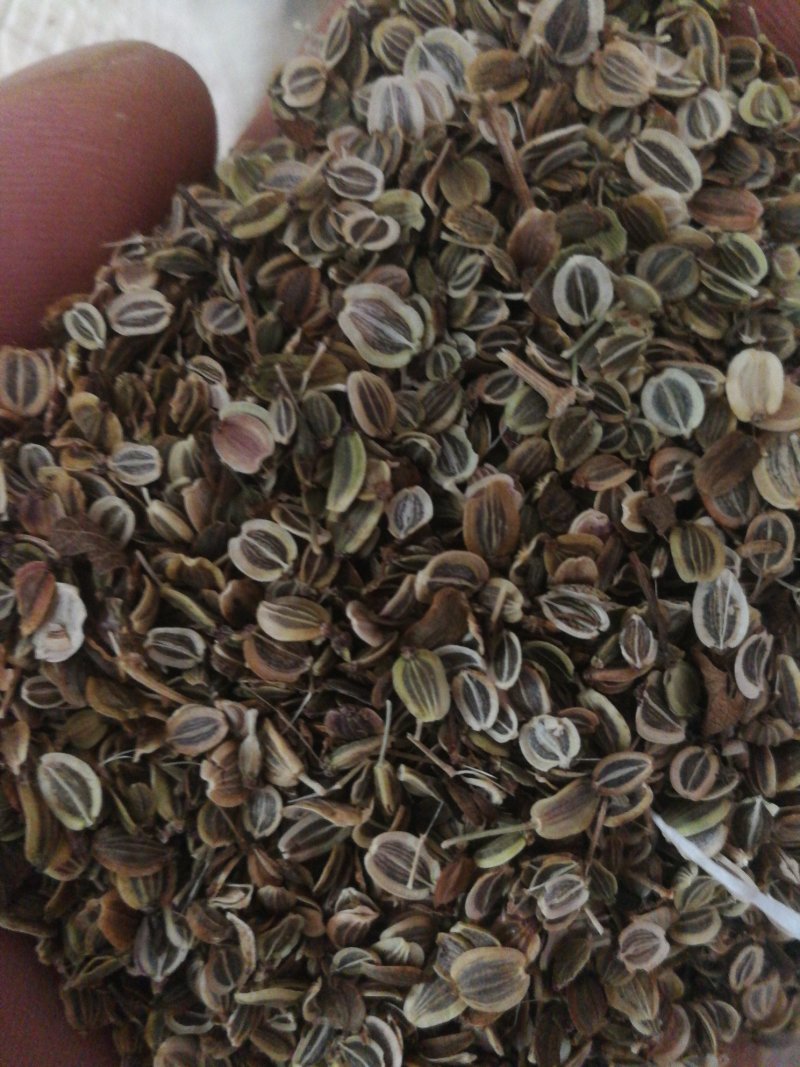 前胡种子
